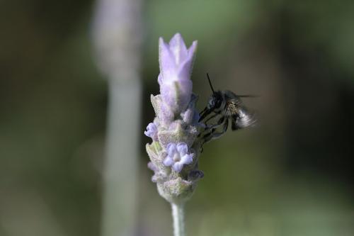 Anthophora pubescens